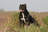 CANE CORSO 1400